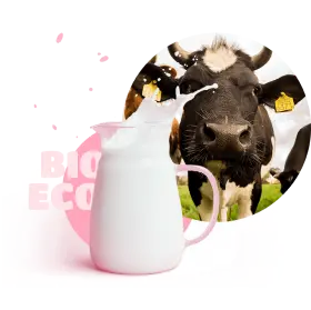 the cow and milk